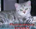 Британские мраморные котята из питомнка VIVIAN.