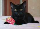 продажа  очаровательных  котиков  чёрного окраса