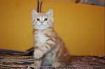 Британские красный мрамор котята,кот шоу класса