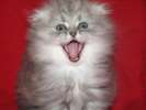 Шотландские котята питомника Бест Валери.Доставка