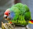 Бразильский или краснохвостый амазон (Amazona brasiliensis)- ручные птенцы из питомников
