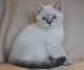 Видео Крупный шикарный шотландский голубоглазый котик голубой поинт 