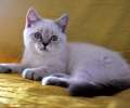 Видео Крупный шикарный шотландский голубоглазый котик голубой поинт 3 мес.