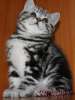 Британские котята черный мрамор на серебре из питомника VIVIAN. 
