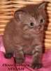 Британские  котята шоколадный дым из питомнка VIVIAN. 