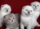 Видео.  У нас родились четыре красивых вислоухих котенка