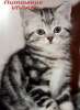 Британские мраморные  котята из питомника VIVIAN.