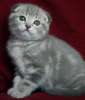 Видео. Вислоухий голубой мраморный котик 3 мес.