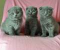 Видео. Три красивых шотландских вислоухих котенка