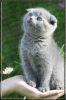 Шотландские вислоухие и прямоухие котята из питомника «Mon Bon Ami»