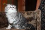 Хайленд-фолд котята,котик топ шоу класса