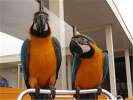 Продаю большого попугая- зеленокрылого АРУ 