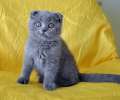 Видео.  Супер плюшевый шотландский вислоухий голубой котик. 2.5 мес.