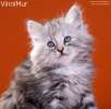 Очаровательные сибирские котята!