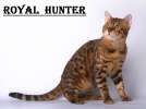 Бенгальский кот, импорт из Великобритании приглашает на вязку