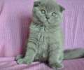 Видео. Вислоухий плюшевый красивый лиловый котик 2 мес.