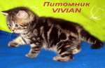 Британские мраморные  котята из питоника VIVIAN.