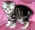 Британские котята  мрамор на серебр из питомника vivian.