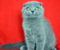 Видео. Супер плюшевый вислоухий голубой котик с идеальными ушками. 3 мес. 
