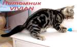 Британские клубные мраморные котята из питомника VIV