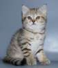 Питомник шотландских кошек NICEFOLD предлагает очаровательную кошечку золотистого окраса (шиншилла)-