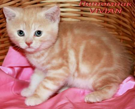 Британские  котята красный мрамор из питомника VIVIA