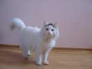 Ласковый котик турецкой ангоры, общительный, в меру игривый, возраст 1 год!