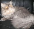 Вязка. Персидский кот для вязки.