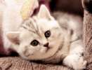 Шотландский котик Мрамор на серебре