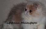 Персидские и экзотические плюшевые котята
