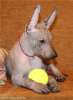 Мексиканская голая собака  ксолоитцкуинтли станд.