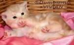 Британские  котята красный мрамор из питомника vivian.