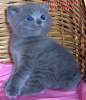 Британская клубная голубая кото-девочка