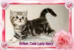 Серебристые мраморные британские котята