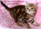 Британские котята шоколадный мрамор из питомника VIVIAN