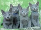 Продаются Русские Голубые котята из пиомника Jolie Preferee