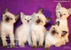 Тайские клубные котята