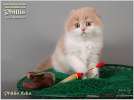 Питомник шотландских вислоухих кошек «Филлис» предлагает котят шикарного породного типа для выставок