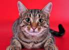 Красавец Тигруля, роскошный полосатый кот в дар.