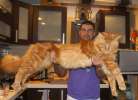Мейнкун самая крупная домашняя кошка, есть котята.