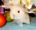 Родословные карликовые крольчата, лучший подарок для детей !!                           