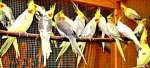 Австралийский попугай kорелла, попугай способный к разговору, общению. птенцы, молодые 