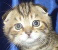 Шотландский вислоухий плюшевый котик. Яркая разрисованная спинка
