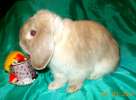 Карликовые крольчата лучший подарок к 8 марта 