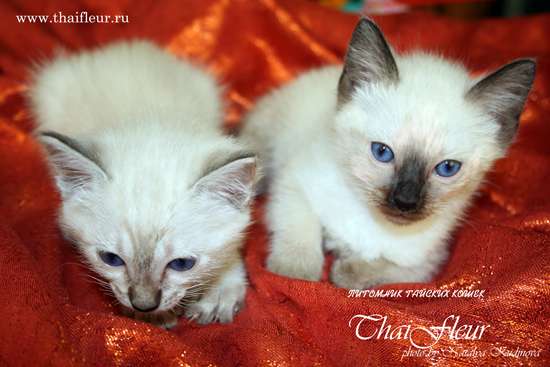 Тайские котята (старотипные сиамские)