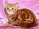 Британские котята красный мрамор из питомника VIVIAN.