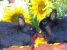 Кролики - карликовые -за символическую плату