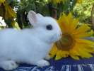 Гермелин -карликовый кролик