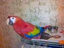 Попугаи Ара (сине-желтая, зеленокрылая, масао)