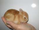 Кролики - карликовые 